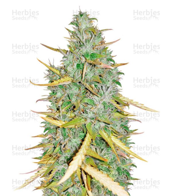 Graines de cannabis Amnesia CBD Pure Auto de Humboldt Seeds