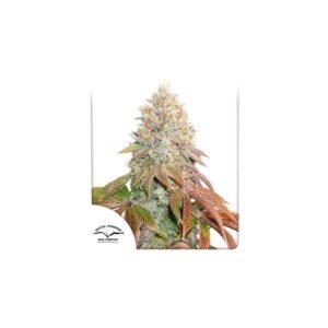 Graines de cannabis Auto Banana Blaze de Dutch Passion