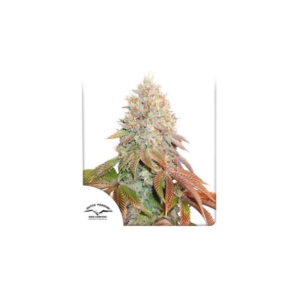 Graines de cannabis Auto Banana Blaze de Dutch Passion