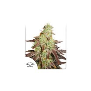 Graines de cannabis Auto Night Queen de Dutch Passion