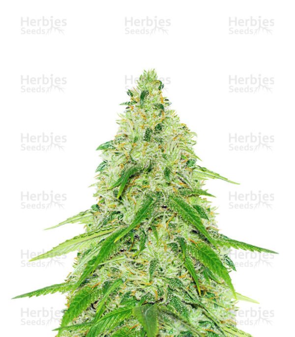 Graines de cannabis Black Beauty CBD de Kera Seeds