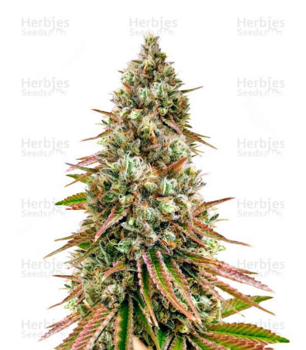 Graines de cannabis Bruce Banner #3 de Herbies Seeds