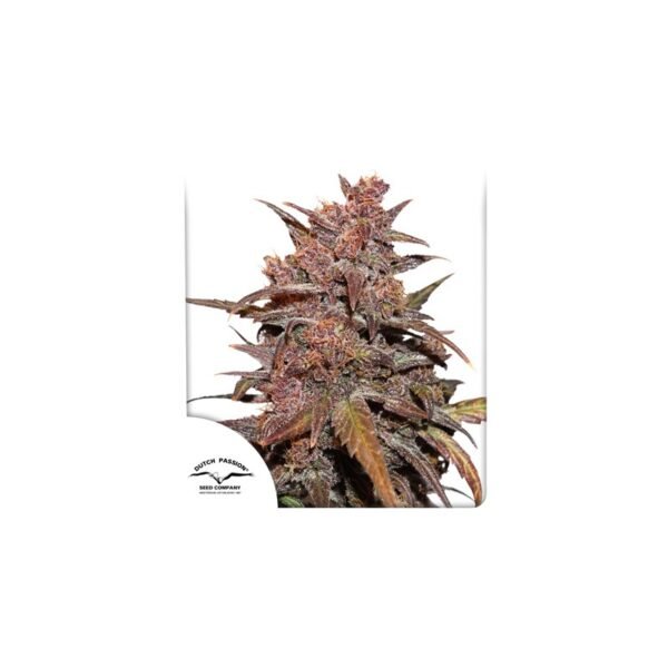 Graines de cannabis CBD Auto Blackberry Kush de Dutch Passion