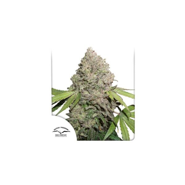 Graines de cannabis CBD Charlotte’s Angel de Dutch Passion