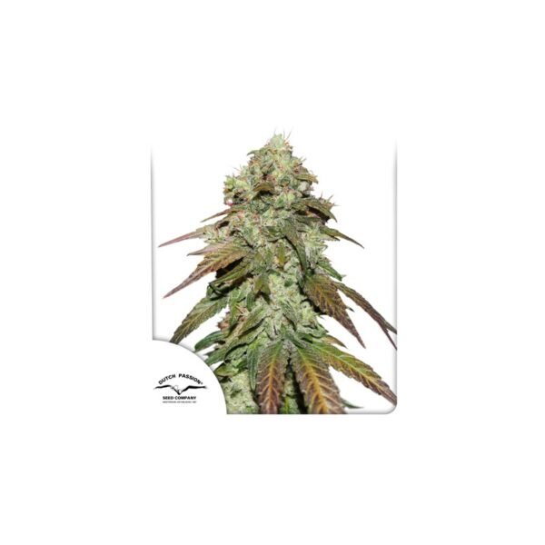 Graines de cannabis CBD Mazar de Dutch Passion