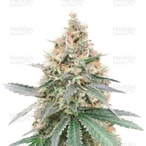 Graines de cannabis CBD Northern Lights de Seedstockers