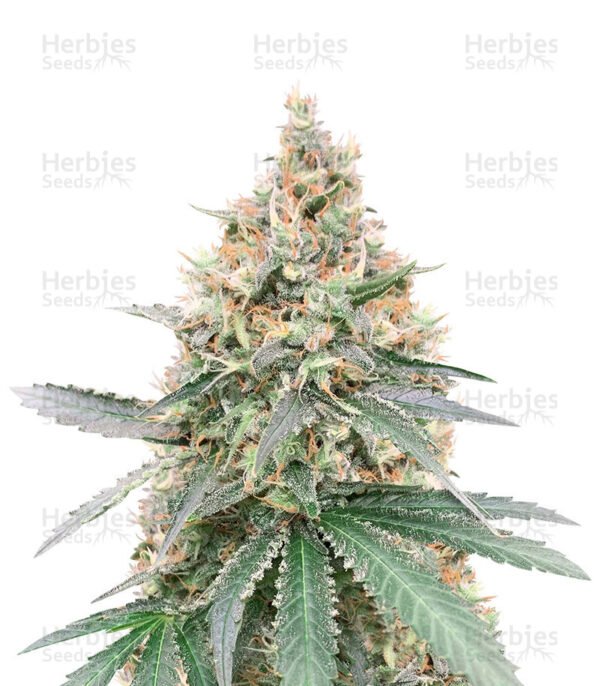 Graines de cannabis CBD Northern Lights de Seedstockers