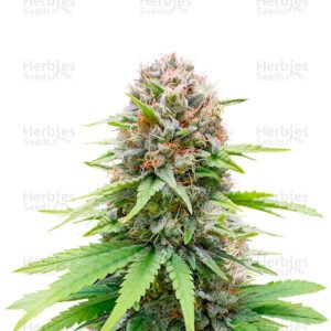 Graines de cannabis CBG Zerodue de Seedstockers