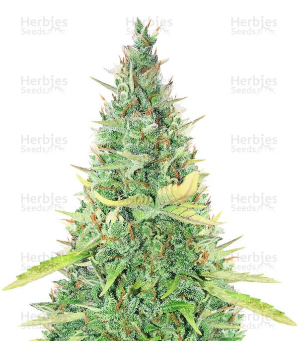 Graines de cannabis Critical XXL Auto de Herbies Seeds