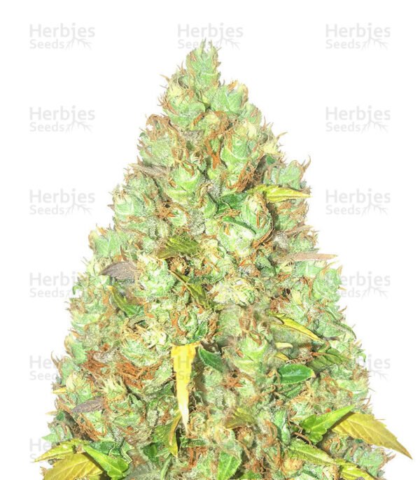 Graines de cannabis Critical XXL de Herbies Seeds