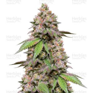 Graines de cannabis DDoS #33 de Herbies Seeds