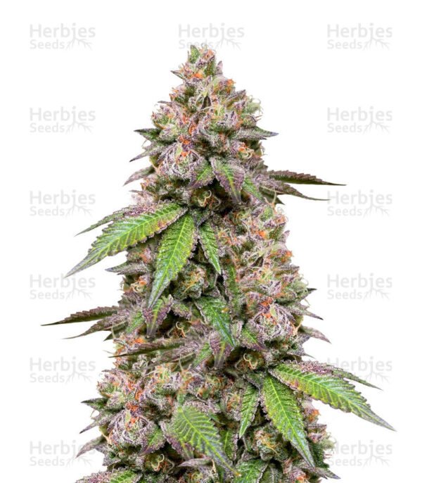 Graines de cannabis DDoS #33 de Herbies Seeds