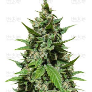 Graines de cannabis Gelato Auto de Herbies Seeds