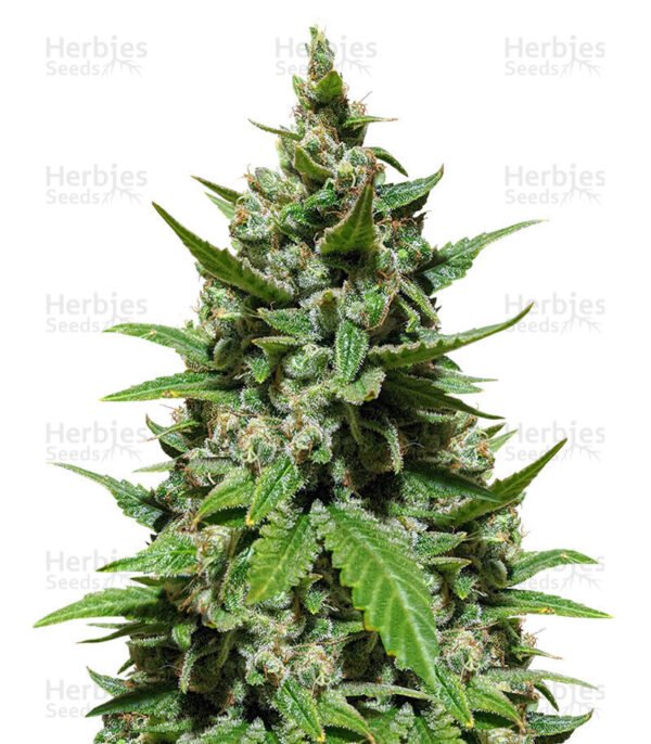 Graines de cannabis Gelato Auto de Herbies Seeds