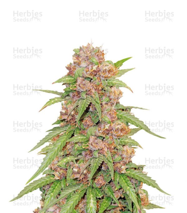 Graines de cannabis Godzilla Cookies Auto de Herbies Seeds