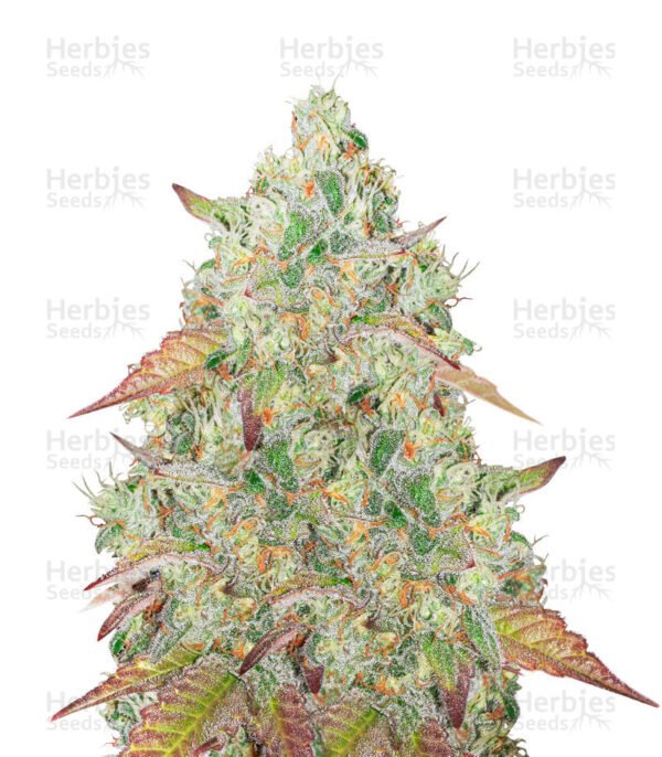 Graines de cannabis Grandmommy Purple de Herbies Seeds