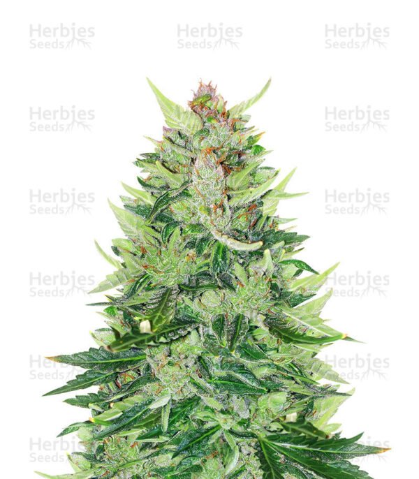 Graines de cannabis CBD Lemon Auto de Herbies Seeds