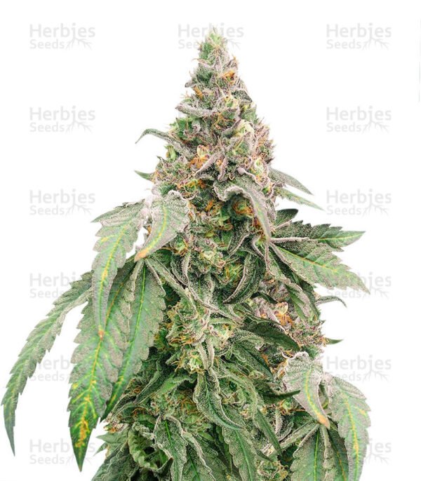 Graines de cannabis Mimosa Shot de Herbies Seeds