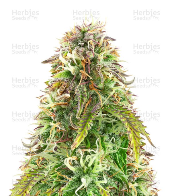 Graines de cannabis Northern Lights Auto de Herbies Seeds