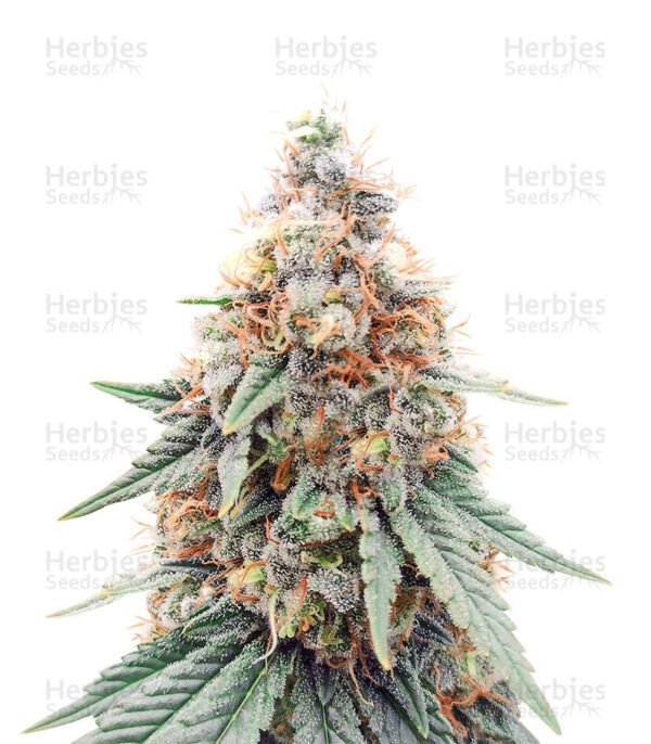 Graines de cannabis Northern Lights de Herbies Seeds