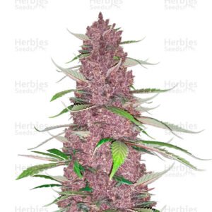 Graines de cannabis Purple Juice Auto de Herbies Seeds