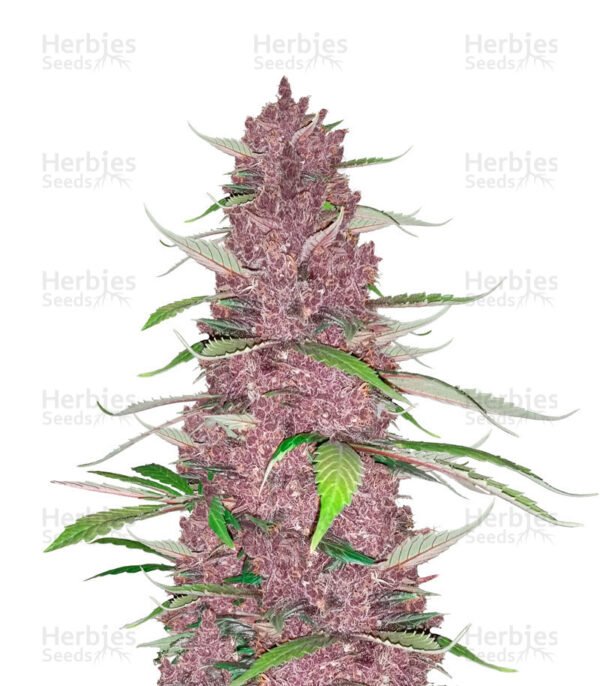 Graines de cannabis Purple Juice Auto de Herbies Seeds