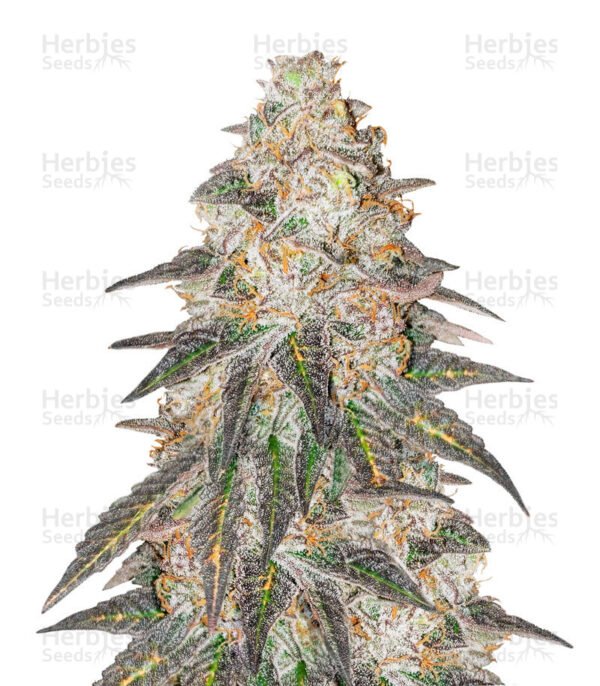 Graines de cannabis Runtz Punch de Herbies Seeds