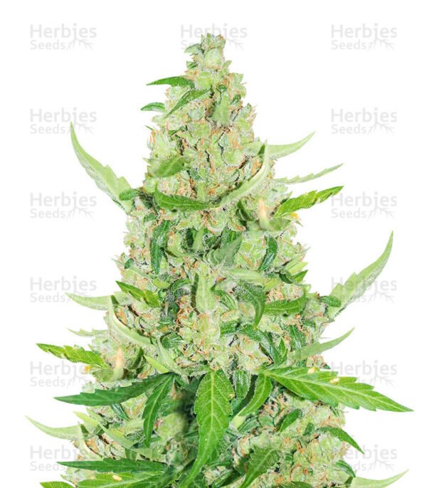 Graines de cannabis Sour Diesel Auto de Herbies Seeds