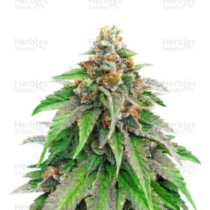 Graines de cannabis Strawberry Amnesia de Herbies Seeds