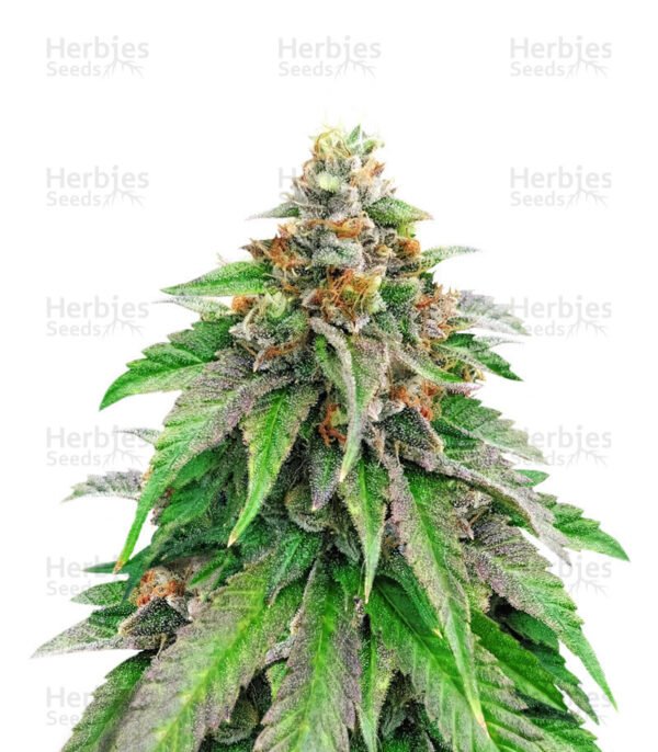 Graines de cannabis Strawberry Amnesia de Herbies Seeds