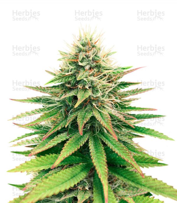 Graines de cannabis Tatanka Pure CBD de Royal Queen Seeds