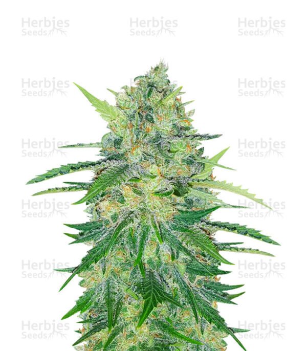 Graines de cannabis Za-Za OG de Herbies Seeds