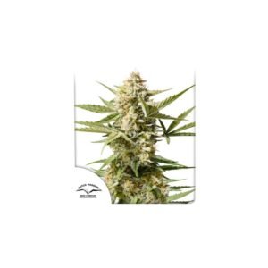 Graines de cannabis Auto Cinderella Jack de Dutch Passion