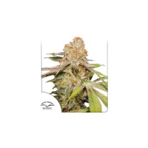 Graines de cannabis Auto MAC #1 de Dutch Passion