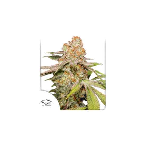 Graines de cannabis Auto MAC #1 de Dutch Passion