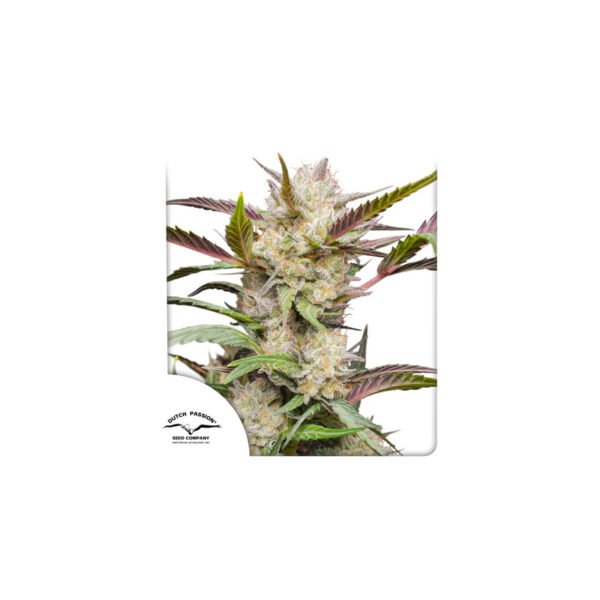 Graines de cannabis Auto Mimosa Punch de Dutch Passion