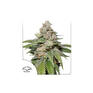 Graines de cannabis Auto Mokum's Tulip de Dutch Passion