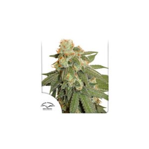 Graines de cannabis Auto Orange Bud de Dutch Passion