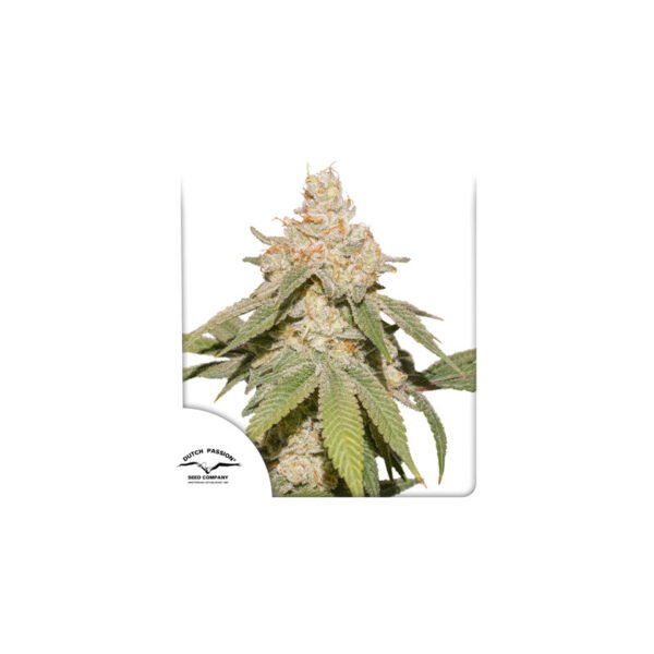 Graines de cannabis Auto SFV OG de Dutch Passion