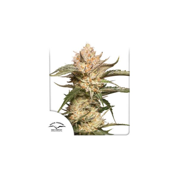 Graines de cannabis Auto Trichome & Cream de Dutch Passion