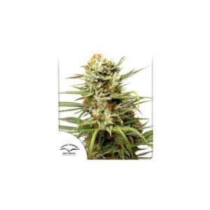 Graines de cannabis Auto White Widow de Dutch Passion