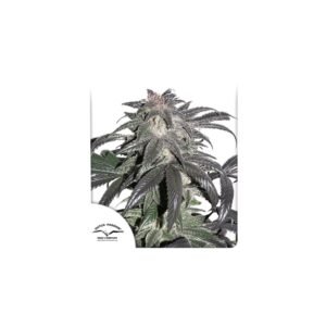 Graines de cannabis Bubba Island Kush de Dutch Passion