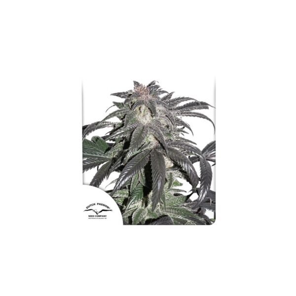 Graines de cannabis Bubba Island Kush de Dutch Passion