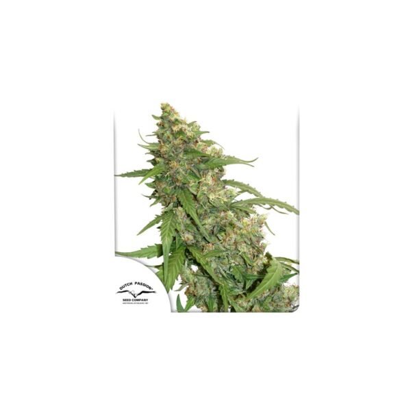 Graines de cannabis CBD Auto Compassion Lime de Dutch Passion