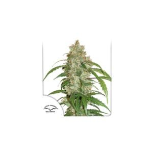 Graines de cannabis CBD Auto White Widow de Dutch Passion