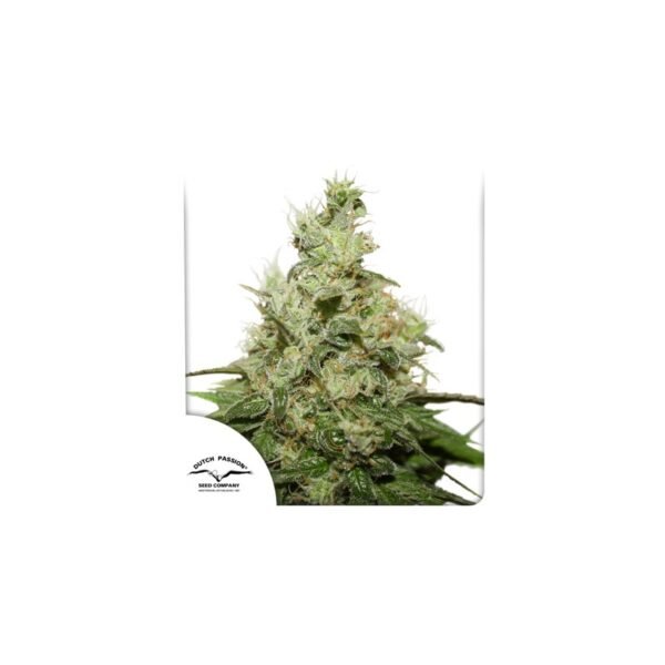 Graines de cannabis CBD Kush de Dutch Passion