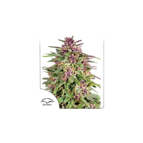 Graines de cannabis Frisian Dew de Dutch Passion