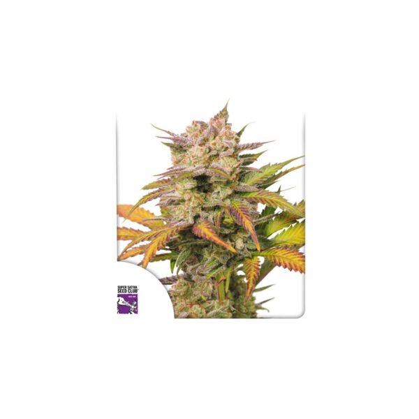 Graines de cannabis Auto Sweet Bourbon Kush du Super Sativa Seed Club