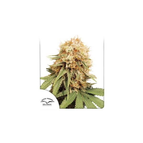 Graines de cannabis White Widow de Dutch Passion