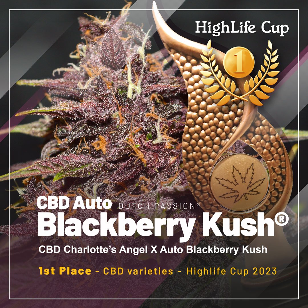 CBD Auto Blackberry Kush - 1ère place dans la catégorie CBD 